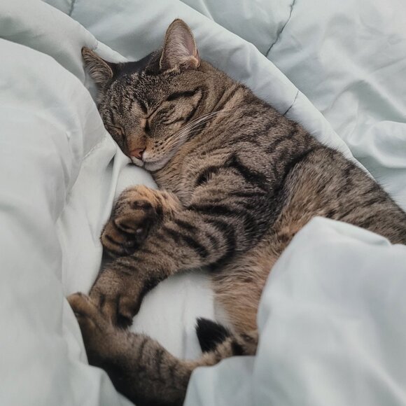 Meet your Posher, Alicia - Picture 4 of 5